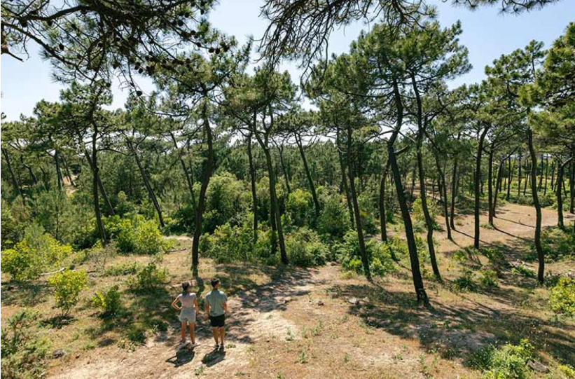 Bois des eloux
